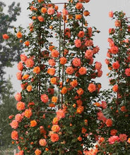 Load image into Gallery viewer, Climbing Rose Orange seeds
