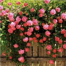 Load image into Gallery viewer, 10 Climbing Pink Rose seeds
