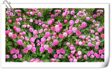 Load image into Gallery viewer, Climbing Pink Rose seeds- sale
