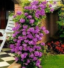 Load image into Gallery viewer, 10 Climbing Purple rose seeds

