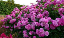 Load image into Gallery viewer, 10 Climbing Purple rose seeds
