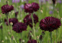 Load image into Gallery viewer, Cornflower - Almost Black
