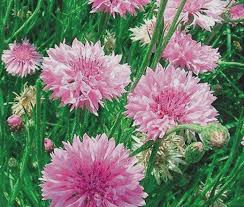 Cornflower Tall Pink seeds