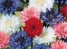Load image into Gallery viewer, Cornflower / Bachelor Button Seeds - Dwarf Mix
