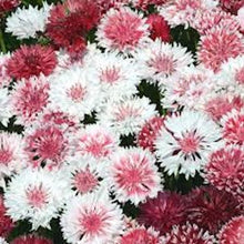 Load image into Gallery viewer, Cornflower Pink and White mix
