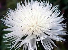 Load image into Gallery viewer, Cornflower - Almost Black
