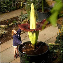 Load image into Gallery viewer, Corpse flower seeds-sale
