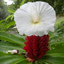 Load image into Gallery viewer, Pink Costus seeds
