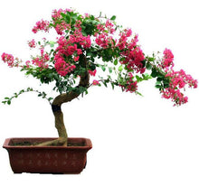 Load image into Gallery viewer, Crepe Myrtle &quot;RED&quot; bonsai  seeds
