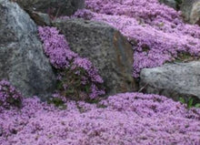 Load image into Gallery viewer, Creeping Thyme seeds
