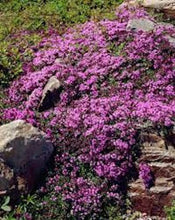 Load image into Gallery viewer, Creeping Thyme seeds- sale
