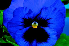 Load image into Gallery viewer, Dark Blue Hardy Pansy seeds -Approx 20
