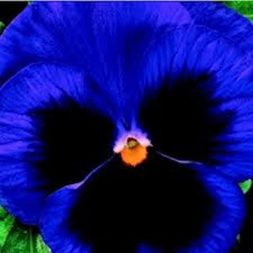 Dark Blue Hardy Pansy seeds -Approx 20