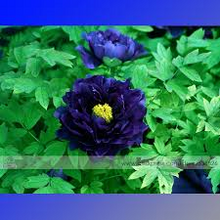 Load image into Gallery viewer, Dark Blue Peony seeds-5
