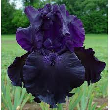 Dark Purple Iris seeds