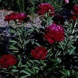 Load image into Gallery viewer, Dark Red Peony seeds- Approx 5
