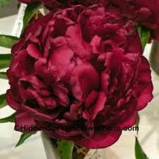 Dark Red Peony seeds- Approx 5