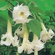 Load image into Gallery viewer, Double Datura Blanc seeds
