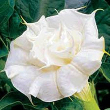 Load image into Gallery viewer, Double Datura Blanc seeds

