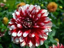 Load image into Gallery viewer, Dahlia Seeds
