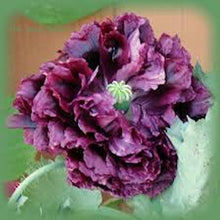 Load image into Gallery viewer, Double Purple Poppy seeds
