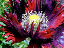 Load image into Gallery viewer, Drama Queen Poppy seeds
