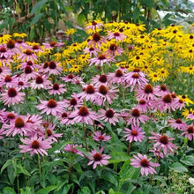 Load image into Gallery viewer, Purple Coneflower Seeds (Echinacea)

