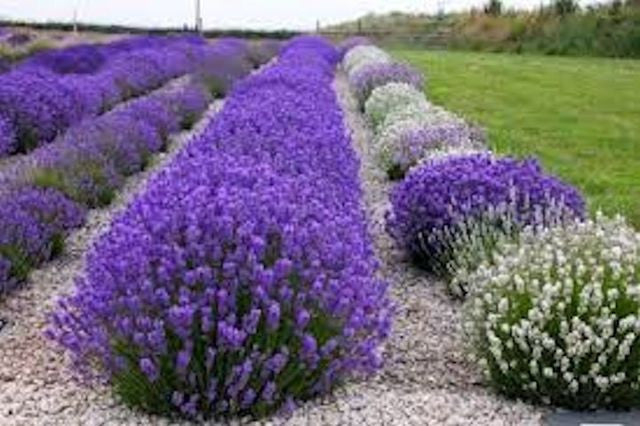 English Lavender seeds