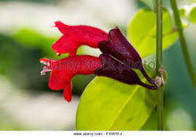 Load image into Gallery viewer, TROPICAL FLAMENCO--- RED- 5 seeds
