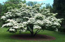 Load image into Gallery viewer, Flowering Dogwood tree seeds
