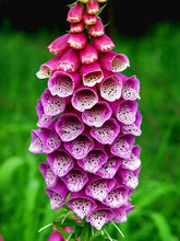 Load image into Gallery viewer, Foxglove &quot;Purple&quot; Approx 200 seeds
