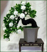 Load image into Gallery viewer, Gardenia Bonsai Seeds
