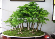 Load image into Gallery viewer, German Fir Bonsai Tree -seeds
