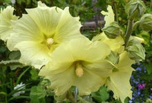 Load image into Gallery viewer, Hollyhock Seeds- 8 Colors available!
