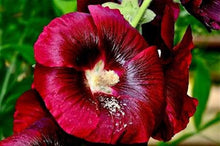 Load image into Gallery viewer, Hollyhock Seeds- 8 Colors available!
