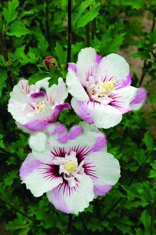 Hibiscus - White and Purple - 10 seeds