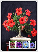 Load image into Gallery viewer, Hibiscus Bonai Mix Approx 12 seeds
