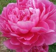 Load image into Gallery viewer, 5 Hot Pink Peony seeds

