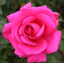 Load image into Gallery viewer, 10 hot pink rose seeds
