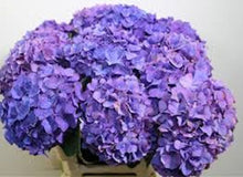 Load image into Gallery viewer, Purple Hydrangea seeds ***approx. 10**

