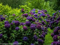 Purple Hydrangea seeds ***approx. 10**