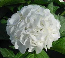 Load image into Gallery viewer, Annabelle White Hydrangea seeds ** approx. 5 **
