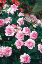 Load image into Gallery viewer, Pink Impatiens
