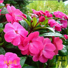 Load image into Gallery viewer, Pink Impatiens
