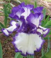Load image into Gallery viewer, Purple and White Iris seeds
