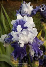 Load image into Gallery viewer, Purple and White Iris seeds
