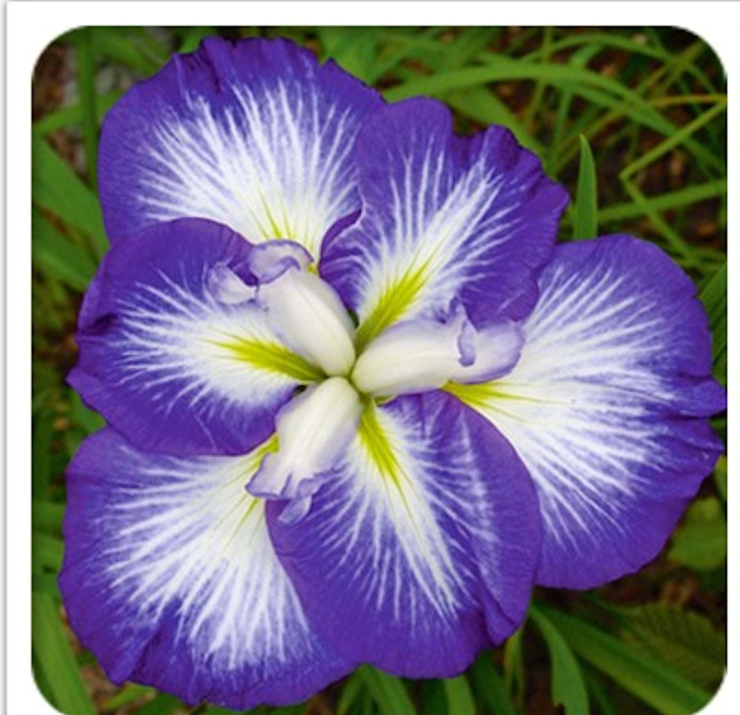 Iris -Purple and white -5 seeds