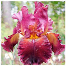 Load image into Gallery viewer, Dual pink bearded Iris seeds
