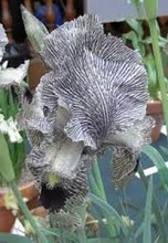 Load image into Gallery viewer, Gray bearded Iris seeds
