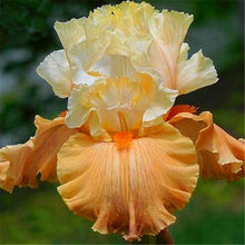 Load image into Gallery viewer, Peach Iris seeds
